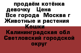 продаём котёнка девочку › Цена ­ 6 500 - Все города, Москва г. Животные и растения » Кошки   . Калининградская обл.,Светловский городской округ 